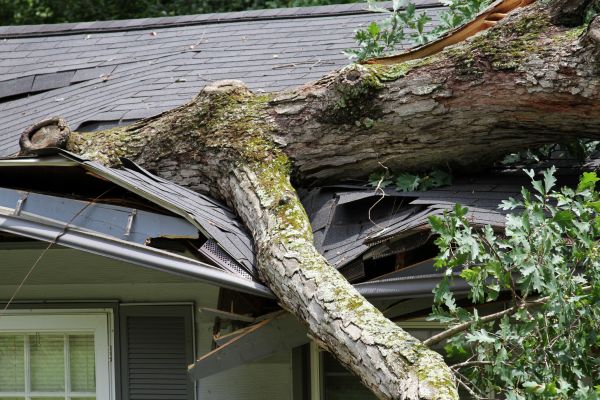 Cost of Storm Remediation in Milton